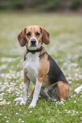 Timo – Beagle – Bild 5
