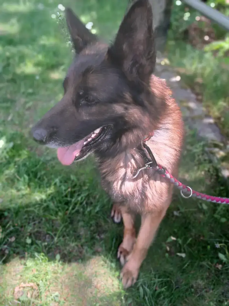 Kayo - Deutscher Schäferhund - Bild 5