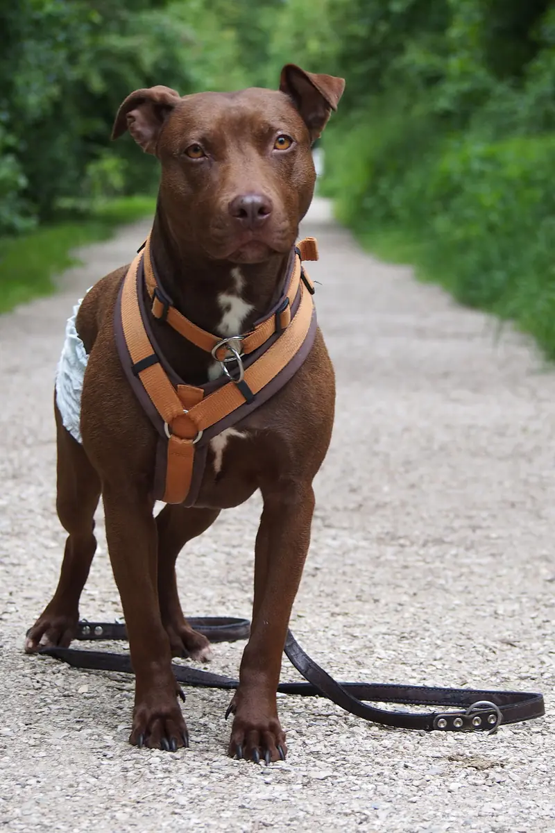Heidi -  - Bild 1