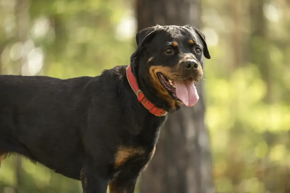 Cara - Rottweiler - Bild 3