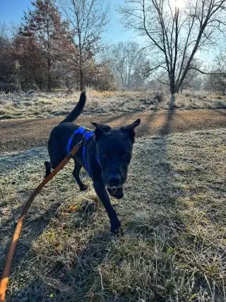 Yoshi - Labrador Retriever - Bild 6