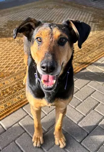 Lilly -  - Bild 10