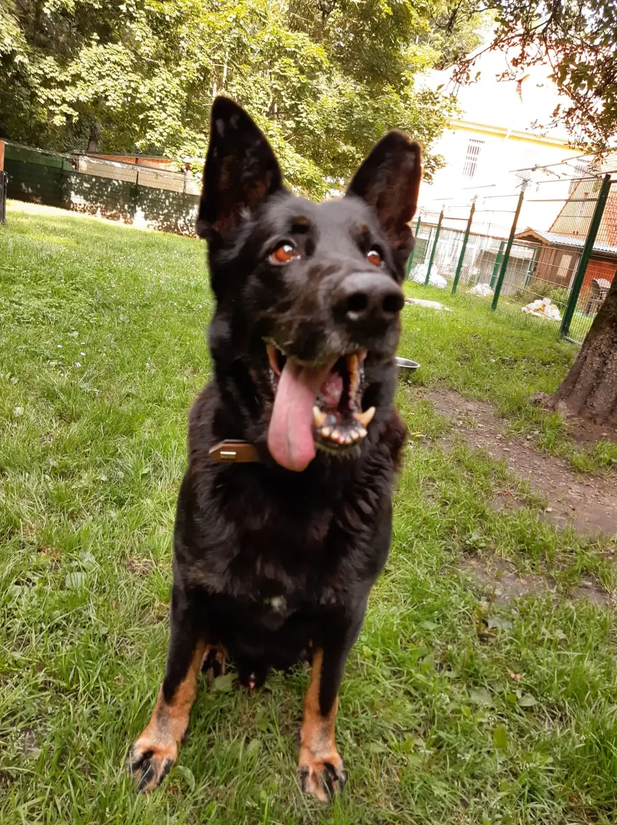 Bonzo - Deutscher Schäferhund - Bild 4