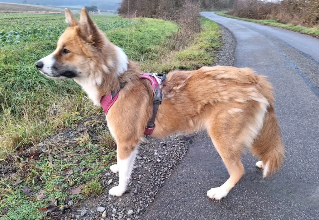 Mandy - Border Collie - Bild 8