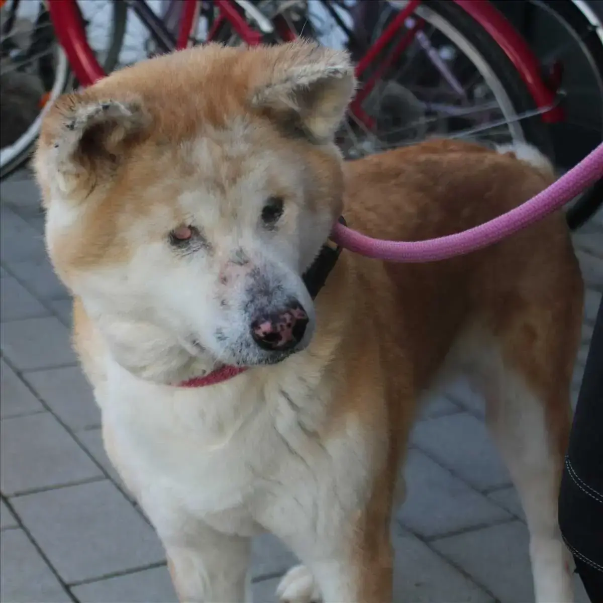 DIVA - Akita - Bild 2