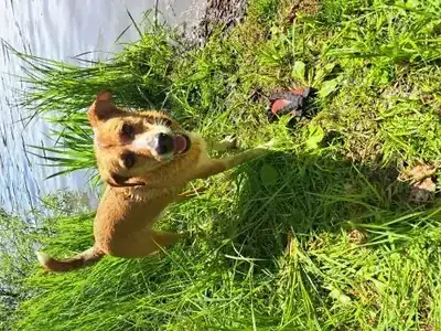 Anton – Hund – Bild 2