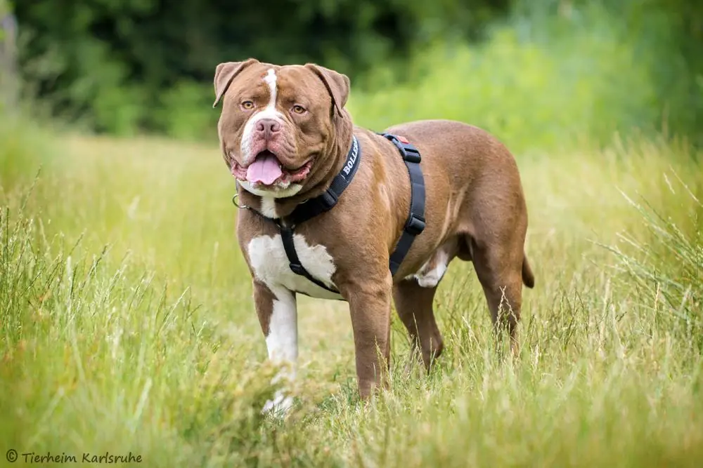 Sulli - Englische Bulldogge - Bild 2