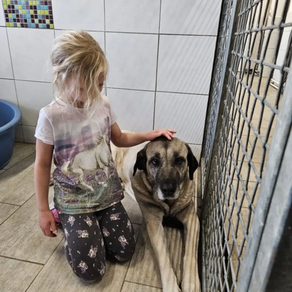 Naz - Kangal-Hirtenhund - Bild 8