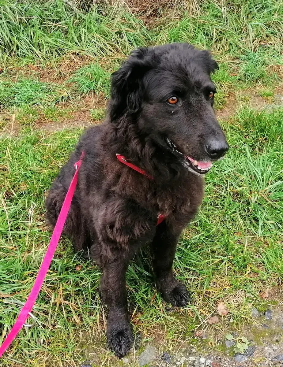 Hund Mira