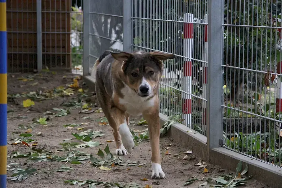 Amy - Deutscher Schäferhund - Bild 12