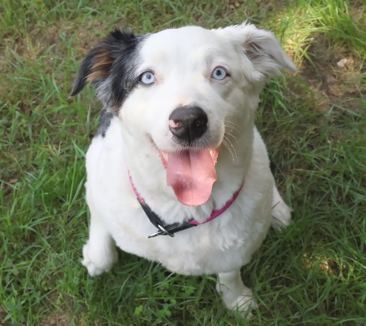 Curly - Australian Shepherd - Bild 1