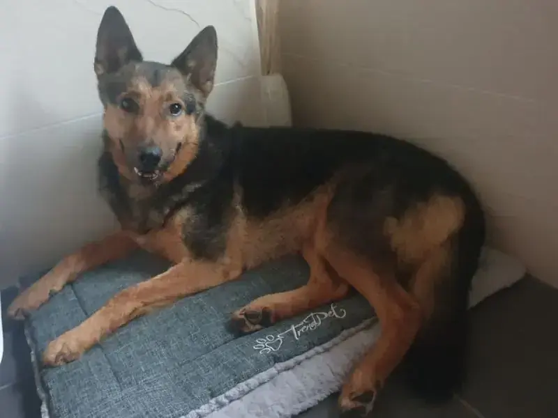 Lando -  - Bild 21