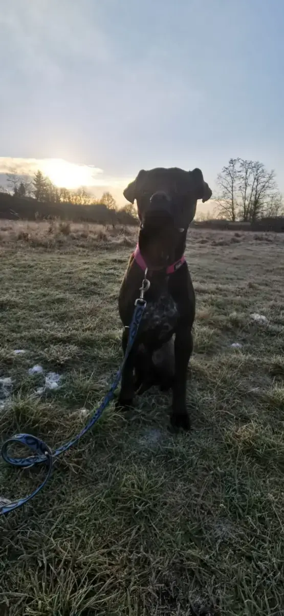Bonnie - Cane Corso Italiano - Bild 11