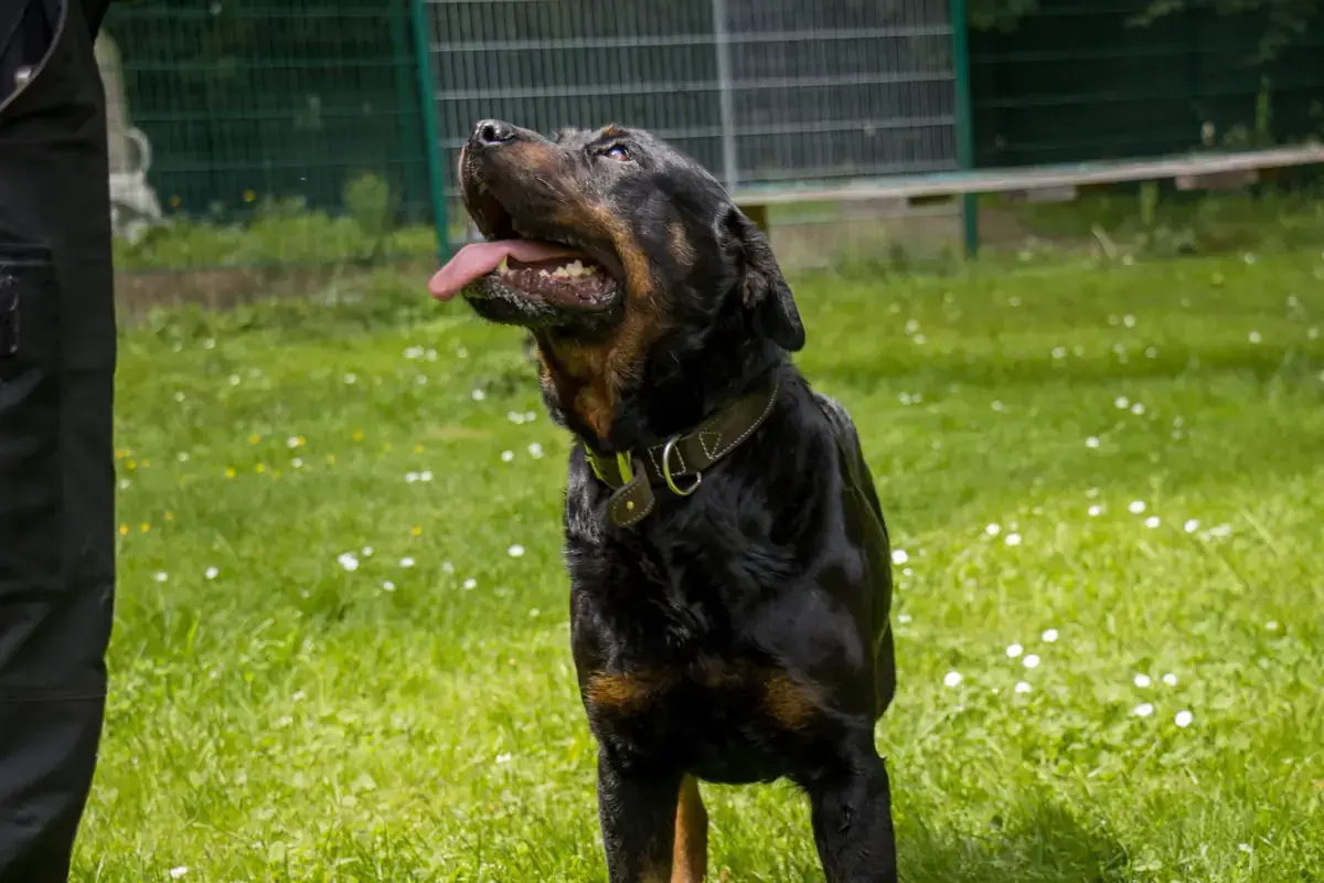 Oxana - Rottweiler - Bild 4