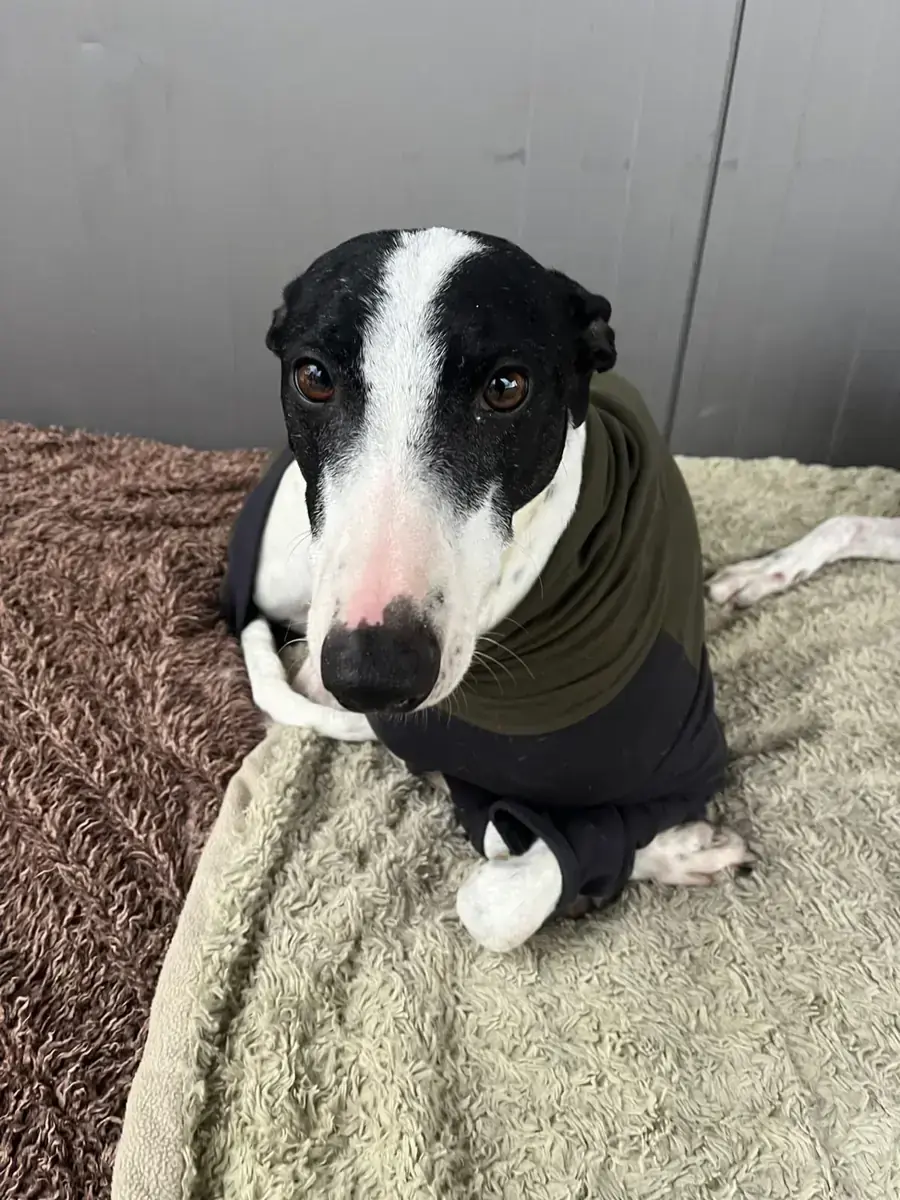 Faraon - Galgo Español - Bild 4