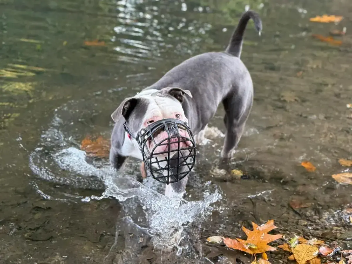 Eddy - Englische Bulldogge - Bild 3