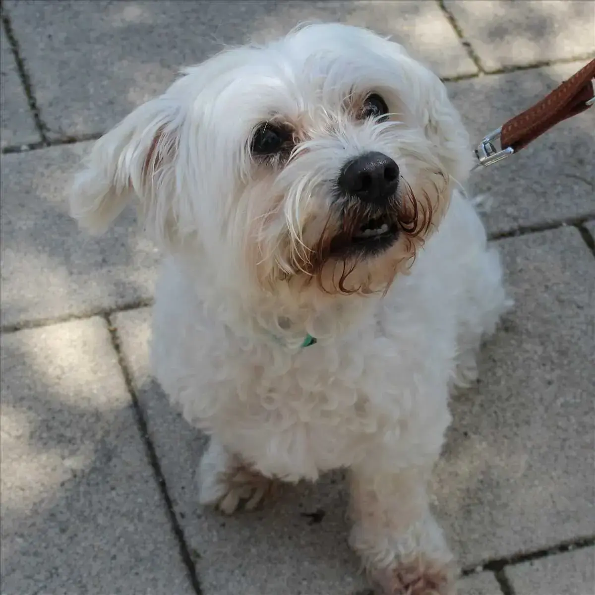 Fritzi -  - Bild 2
