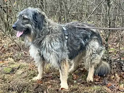 Dascha – Briard – Bild 2