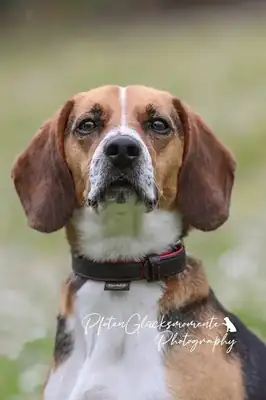 Timo – Beagle – Bild 4