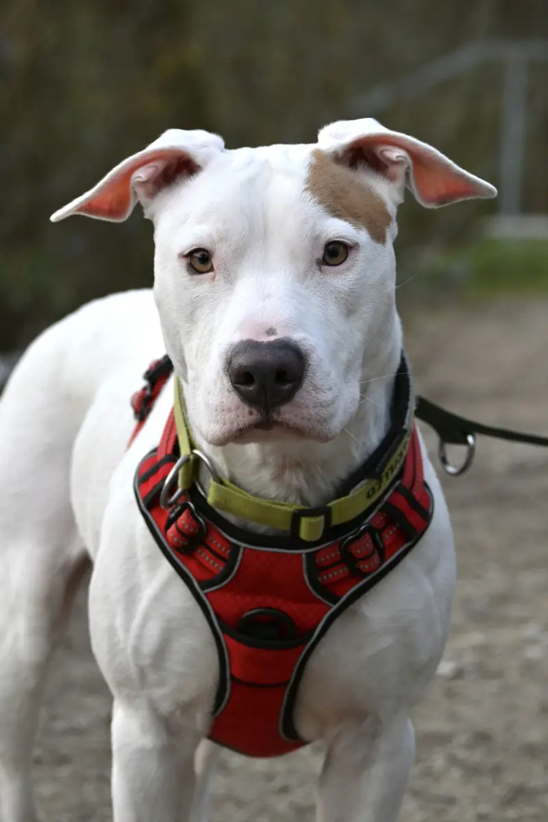 Leyla -  - Bild 4