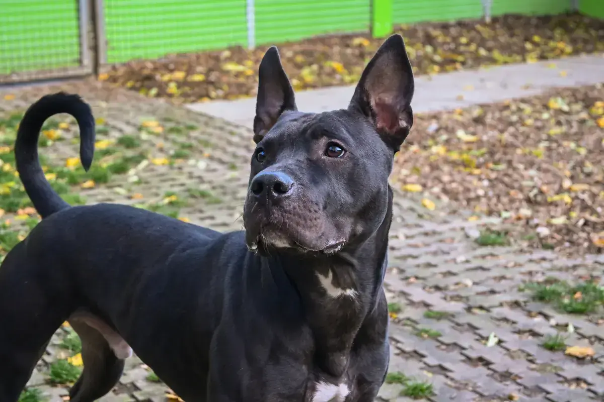 Ares -  - Bild 12