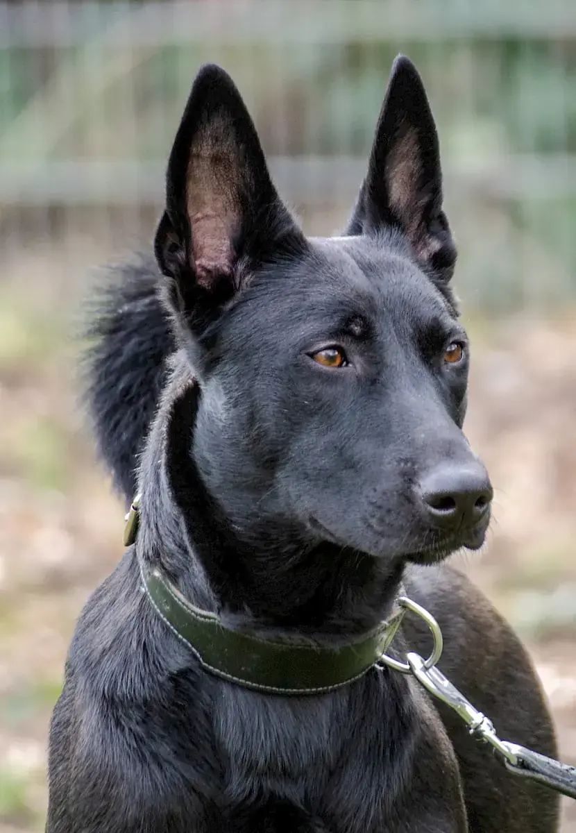 Greta - Deutscher Schäferhund - Bild 6