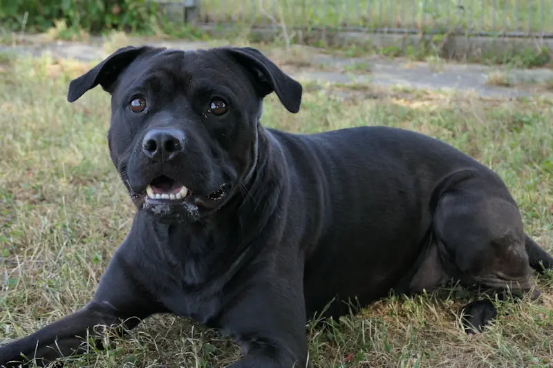 Darwin - Rottweiler - Bild 1