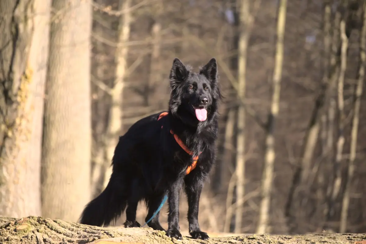 Filou - Deutscher Schäferhund - Bild 9