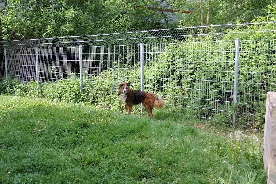 Sparky -  - Bild 5