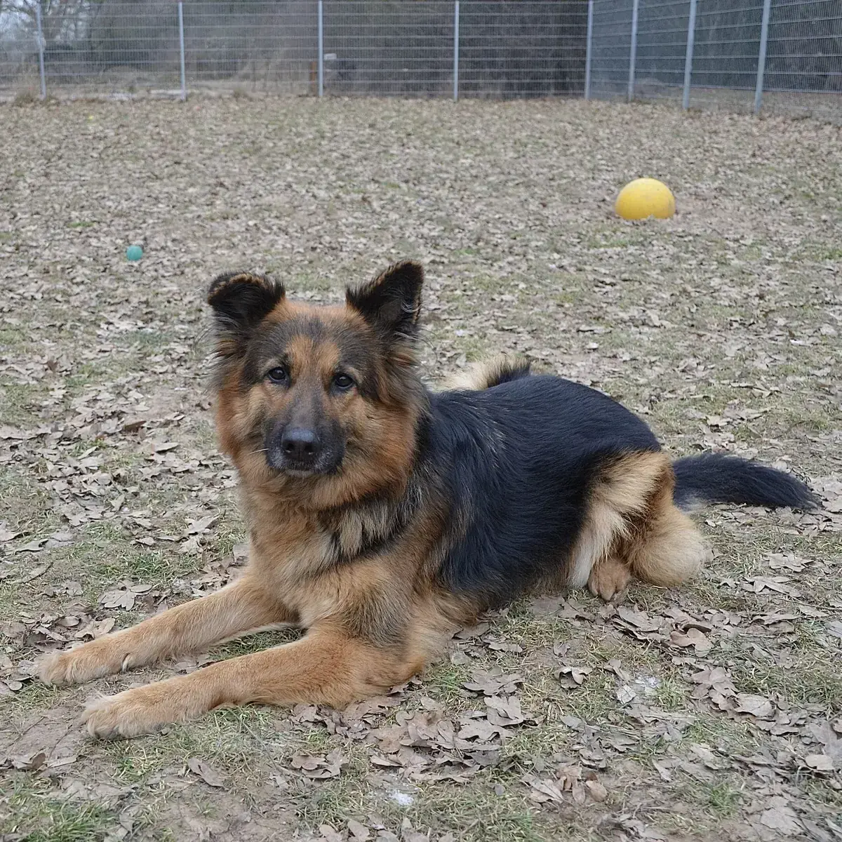 Asta - Deutscher Schäferhund - Bild 6
