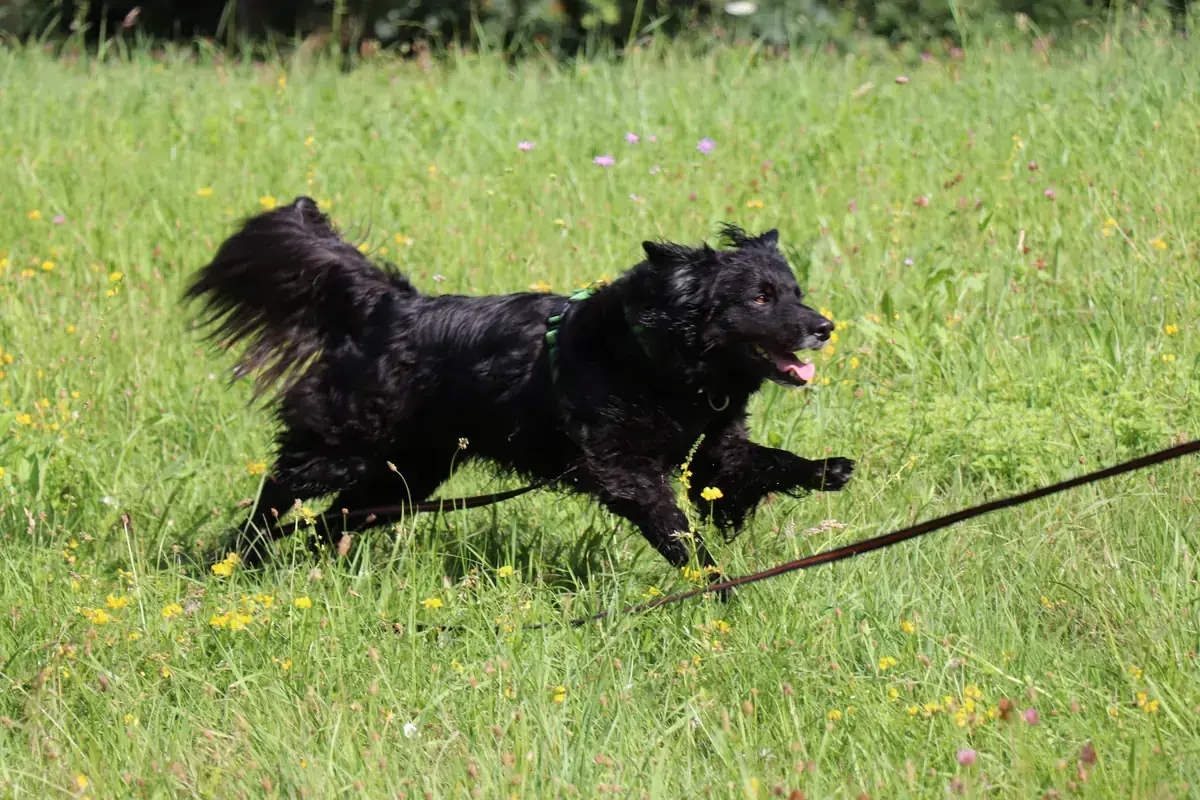 Dodo -  - Bild 13