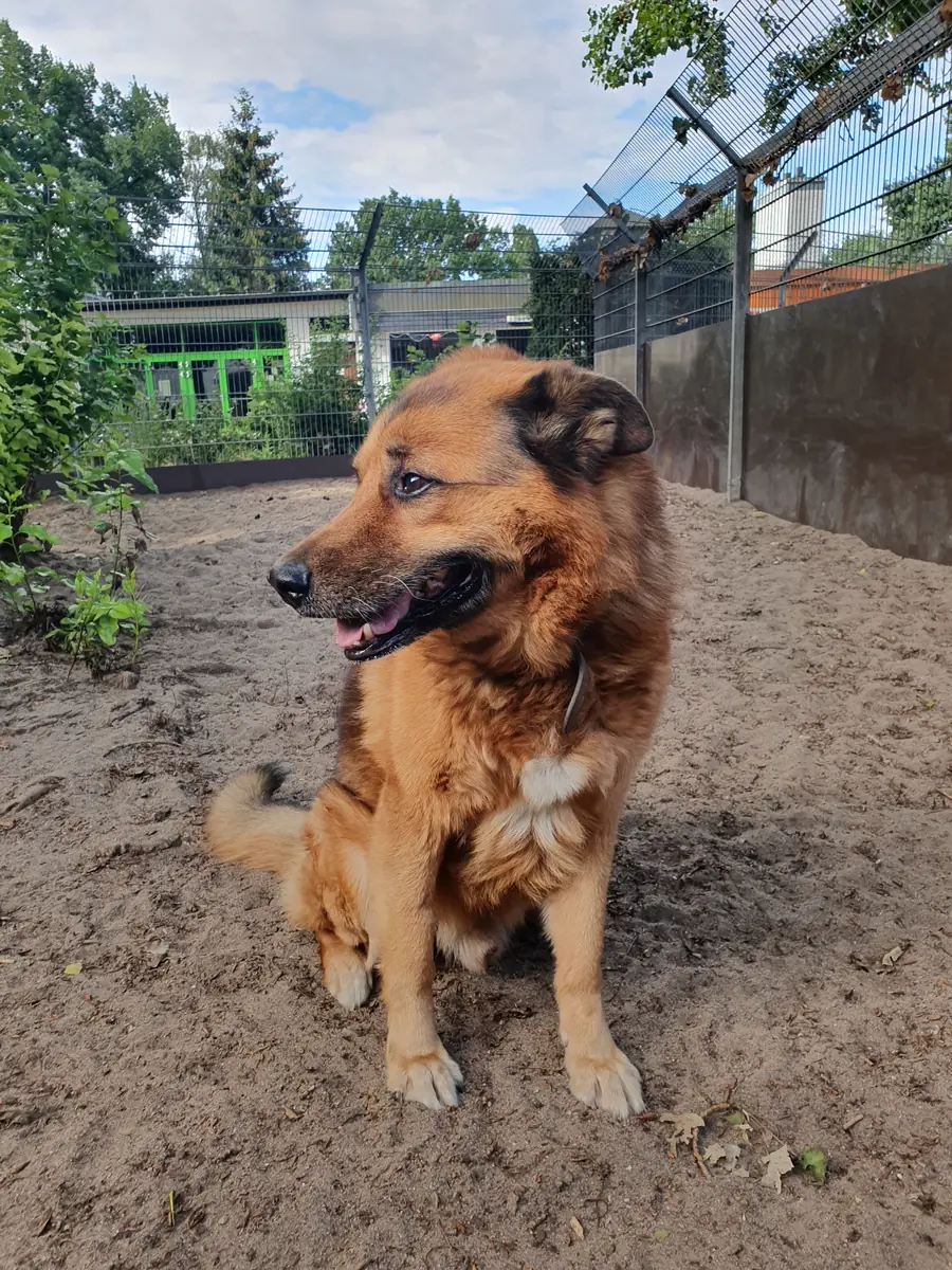 Joussi - Deutscher Schäferhund - Bild 4