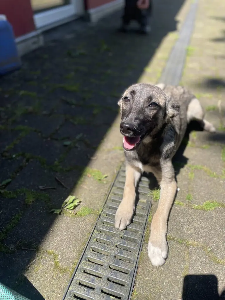 Maggie -  - Bild 1
