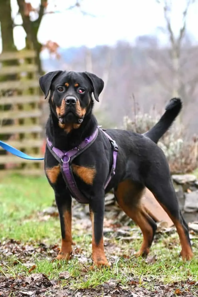 Samira - Rottweiler - Bild 1