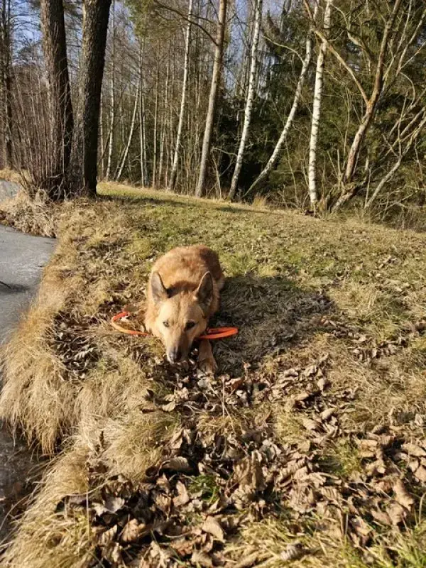 Zira -  - Bild 21