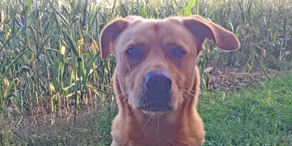 Sam - Labrador Retriever - Bild 1