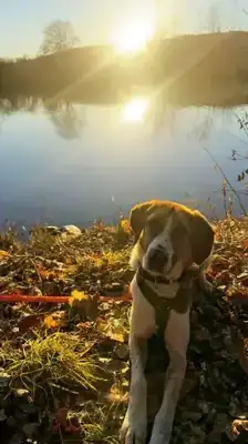 Lucy – Hund – Bild 8
