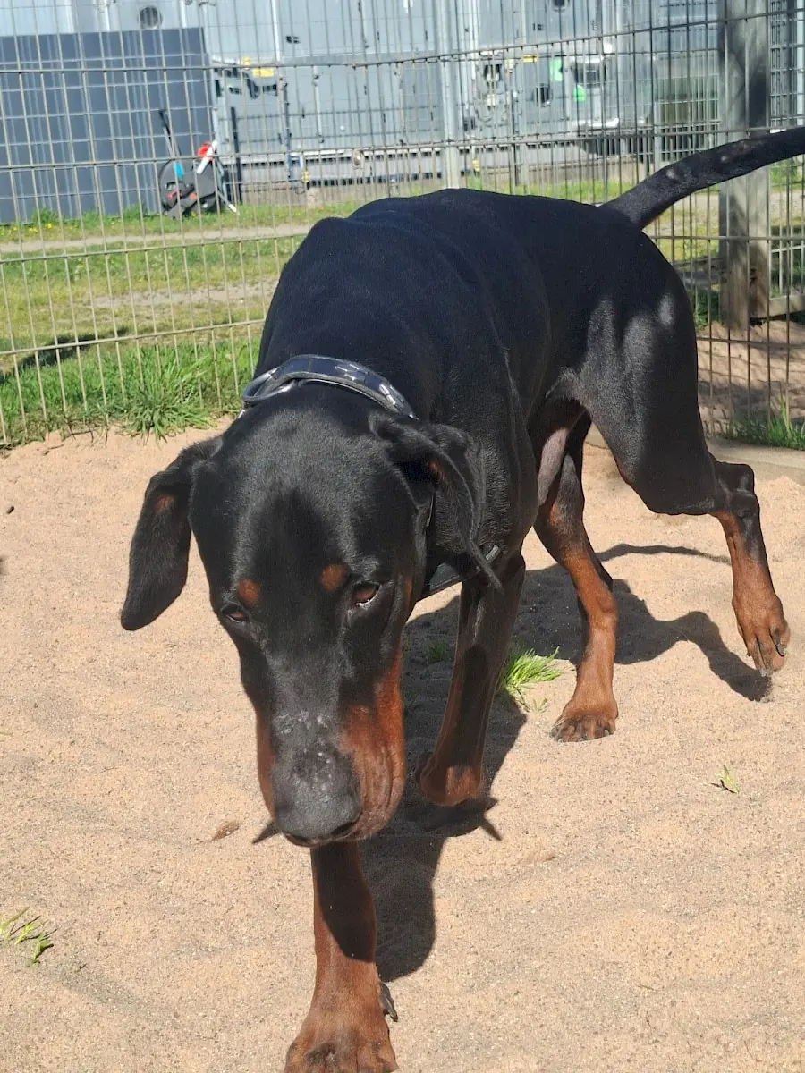 Ragnar - Dobermann - Bild 2