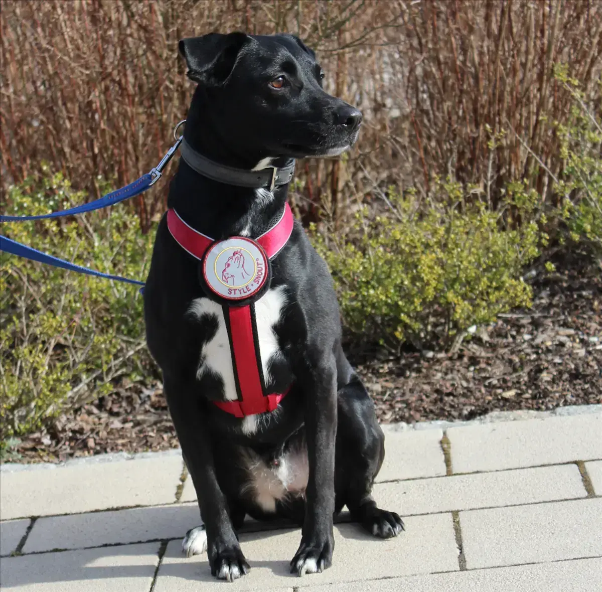 Ashton - Labrador Retriever - Bild 2
