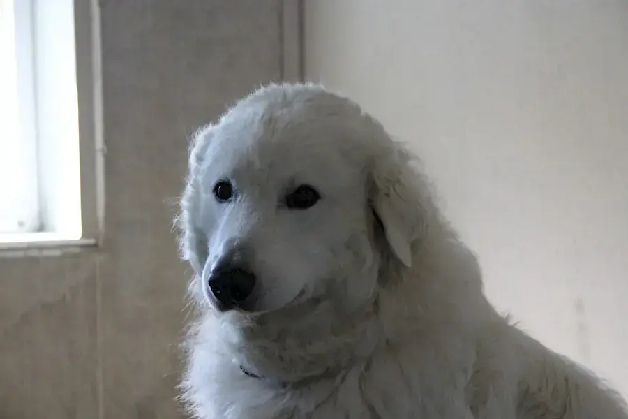Teddy -  - Bild 2