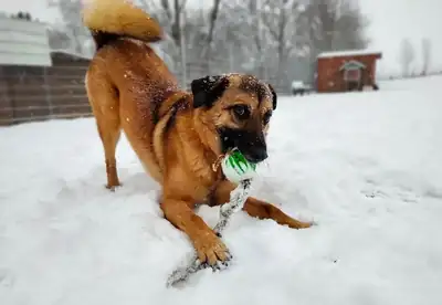 Barry – Hund – Bild 6