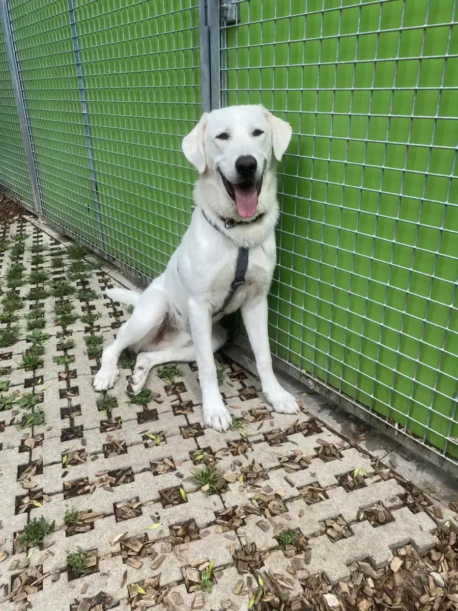 Simon -  - Bild 4