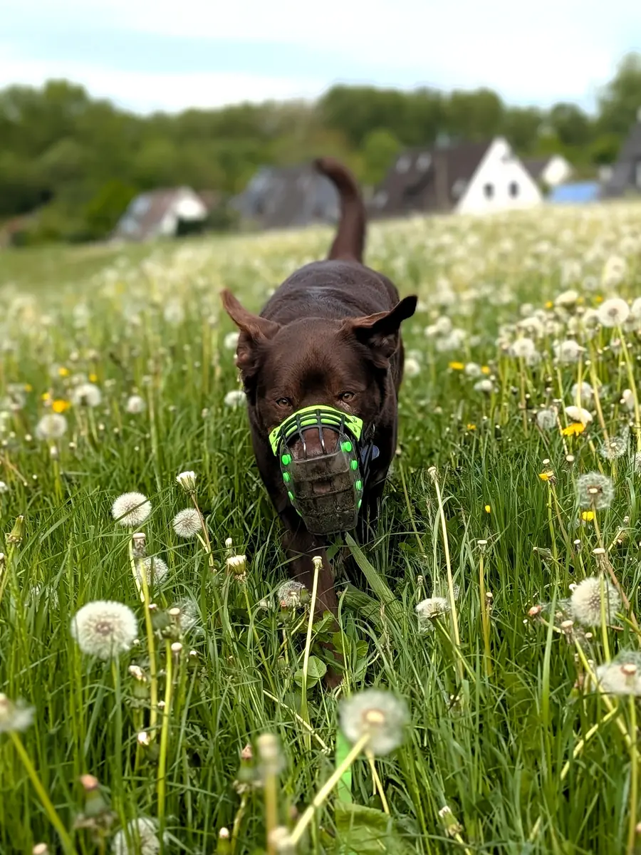 Zeus - Ca de Bestiar - Bild 3