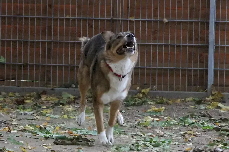 Amy - Deutscher Schäferhund - Bild 4