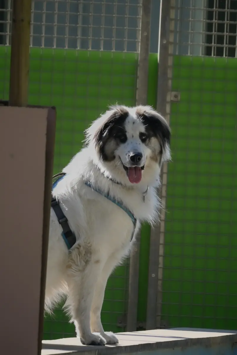 Buddy - Samojede - Bild 1