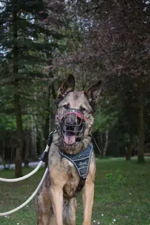 Mexx - Deutscher Schäferhund - Bild 4