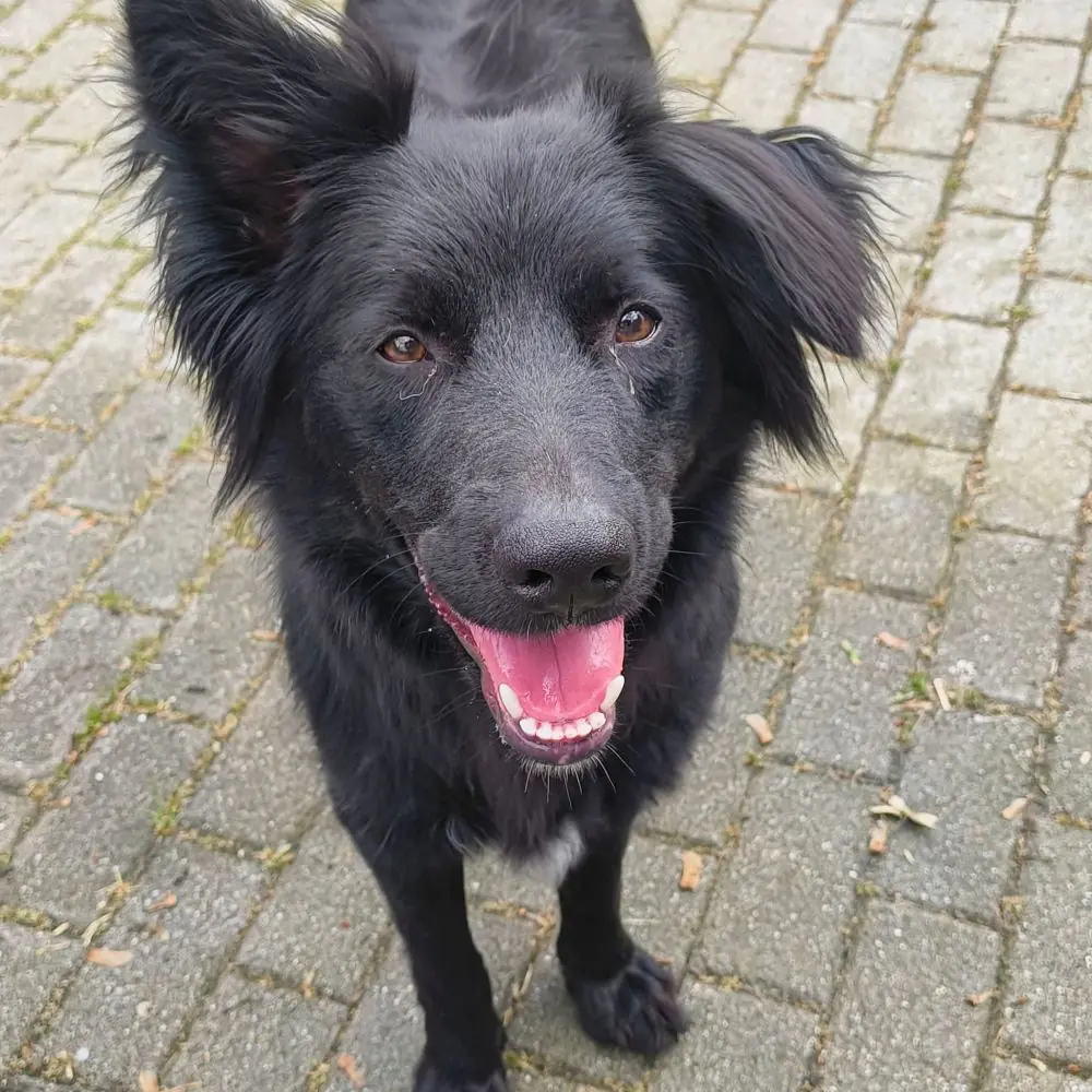 Fee - Border Collie, Deutscher Schäferhund - Bild 1