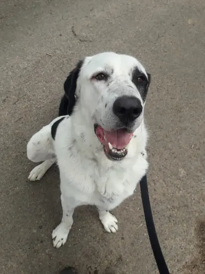 Balou - Zentralasiatischer Owtscharka - Bild 6