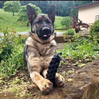 Rudi - Deutscher Schäferhund - Bild 2