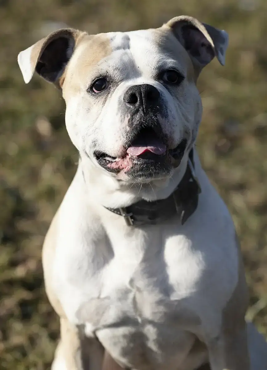 Chopper - Deutscher Boxer - Bild 2